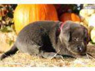 Labrador Retriever Puppy for sale in Lenoir, NC, USA