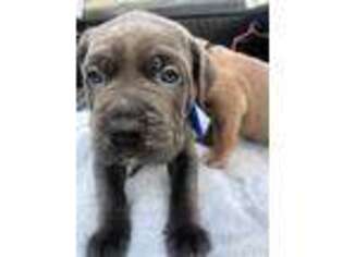Cane Corso Puppy for sale in San Bernardino, CA, USA