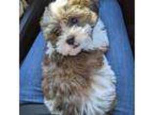 Mal-Shi Puppy for sale in Westerville, OH, USA
