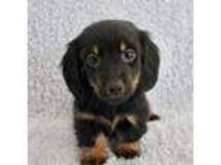 Dachshund Puppy for sale in Dundee, OH, USA