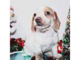 Dachshund Puppy for sale in Mesa, AZ, USA