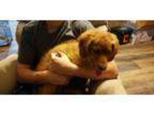 Goldendoodle Puppy for sale in Franklin, IL, USA