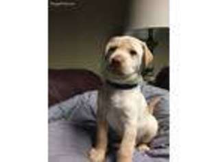 Labrador Retriever Puppy for sale in Lilburn, GA, USA
