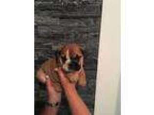 Bulldog Puppy for sale in Westtown, NY, USA