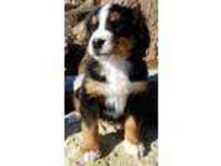 Bernese Mountain Dog Puppy for sale in Omaha, NE, USA