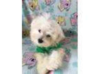 Maltese Puppy for sale in Covington, GA, USA