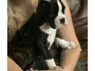 Boxer Puppy for sale in Auburn, WA, USA
