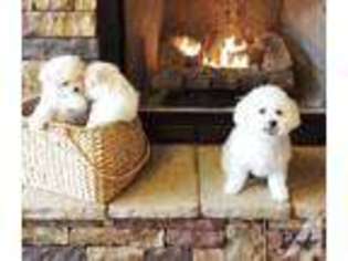 Bichon Frise Puppy for sale in SEARCY, AR, USA
