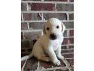 Labrador Retriever Puppy for sale in Rickman, TN, USA