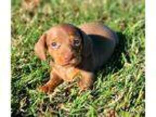 Dachshund Puppy for sale in Avery, TX, USA