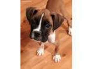 Boxer Puppy for sale in Jasonville, IN, USA
