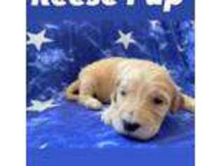 Labradoodle Puppy for sale in Social Circle, GA, USA