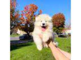 Samoyed Puppy for sale in Santa Rosa, CA, USA