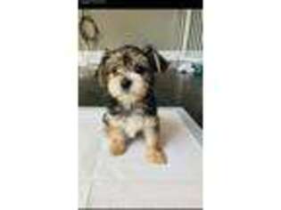 Yorkshire Terrier Puppy for sale in Stratford, NJ, USA