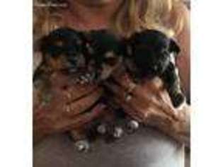 Yorkshire Terrier Puppy for sale in Lenoir, NC, USA