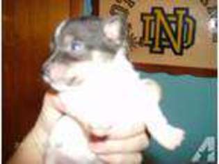 Mutt Puppy for sale in WEIRTON, WV, USA