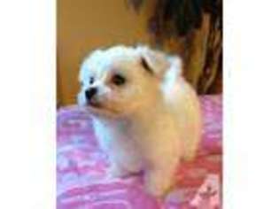 Maltese Puppy for sale in AYNOR, SC, USA