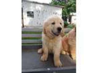 Goldendoodle Puppy for sale in Atwood, IL, USA