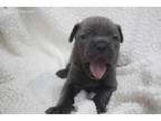Cane Corso Puppy for sale in Henderson, TX, USA
