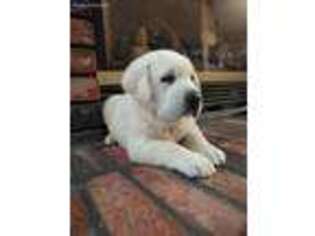 Labrador Retriever Puppy for sale in Bowling Green, MO, USA