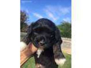 Mutt Puppy for sale in Rayne, LA, USA