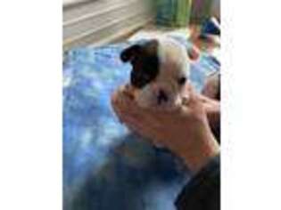 Mutt Puppy for sale in Means, KY, USA