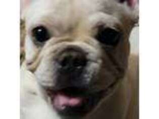 French Bulldog Puppy for sale in Jamul, CA, USA