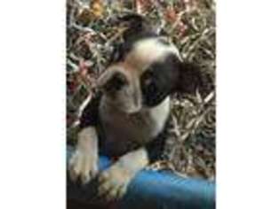 Boston Terrier Puppy for sale in Phelan, CA, USA