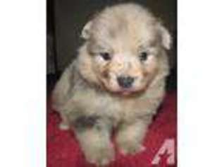 Mutt Puppy for sale in FENWICK, MI, USA