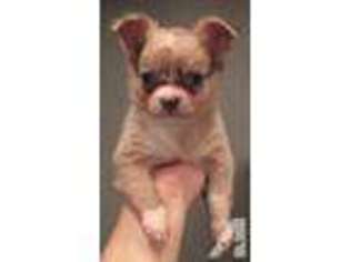 Chihuahua Puppy for sale in IRVINE, CA, USA