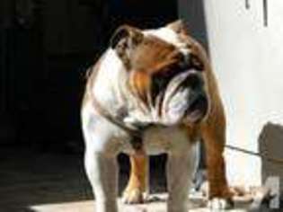 Bulldog Puppy for sale in BROOKSVILLE, FL, USA