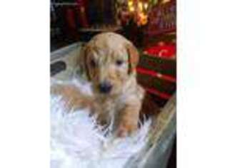 Goldendoodle Puppy for sale in Sylvania, OH, USA