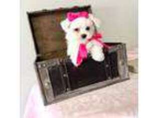 Maltese Puppy for sale in Orem, UT, USA