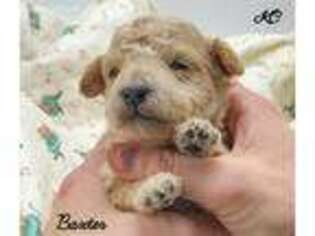 Mutt Puppy for sale in Emmaus, PA, USA