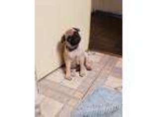 Pug Puppy for sale in Jackson, MS, USA