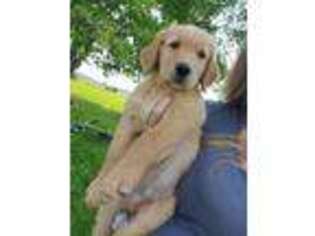 Golden Retriever Puppy for sale in Gouverneur, NY, USA