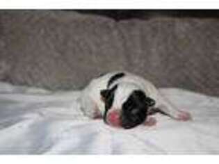 French Bulldog Puppy for sale in Dowagiac, MI, USA