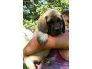 Mastiff Puppy for sale in Walnut, KS, USA