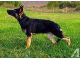German Shepherd Dog Puppy for sale in SAINT GEORGE, UT, USA