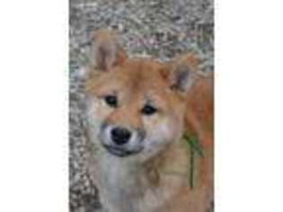 Shiba Inu Puppy for sale in Moscow, OH, USA