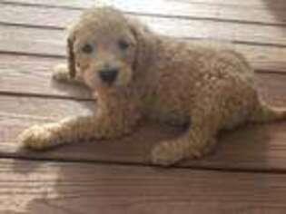 Labradoodle Puppy for sale in Blair, WI, USA