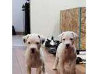 Dogo Argentino Puppy for sale in Washington, DC, USA