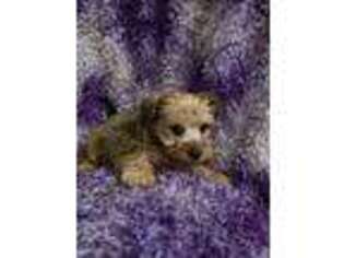 Schnoodle (Standard) Puppy for sale in Plymouth, IL, USA