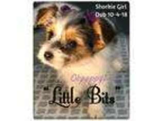 Shorkie Tzu Puppy for sale in Los Angeles, CA, USA