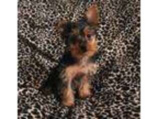 Yorkshire Terrier Puppy for sale in Perry, GA, USA