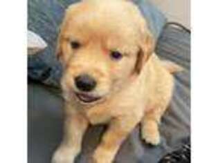 Golden Retriever Puppy for sale in Hudson, FL, USA