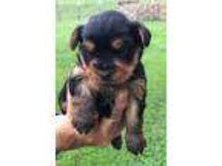 Yorkshire Terrier Puppy for sale in Stuarts Draft, VA, USA