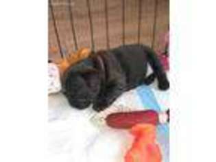 French Bulldog Puppy for sale in Parish, NY, USA