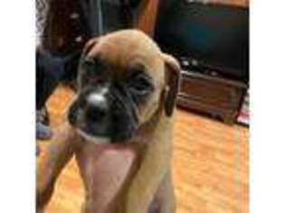 Boxer Puppy for sale in Canton, CT, USA