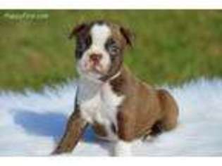 Boston Terrier Puppy for sale in Pine Island, MN, USA